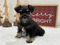 Mae Male 5 AKC, a male Miniature Schnauzer for sale in Pageland, SC – Photo 5 of 5