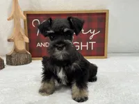Mae Male 5 AKC, a male Miniature Schnauzer for sale in Pageland, SC – Photo 1 of 5