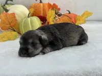 Marsha Male 4, a male Miniature Schnauzer for sale in Pageland, SC – Photo 1 of 4