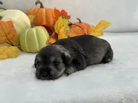 Marsha Male 4, a male Miniature Schnauzer for sale in Pageland, SC – Photo 4 of 4