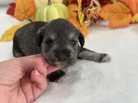 Marsha Male 4, a male Miniature Schnauzer for sale in Pageland, SC – Photo 2 of 4