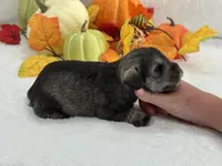 Marsha Male 4, a male Miniature Schnauzer for sale in Pageland, SC – Photo 3 of 4