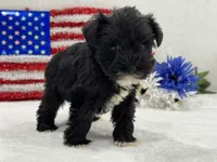 Piper Female 1, a female Miniature Schnauzer for sale in Pageland, SC – 2 of 3