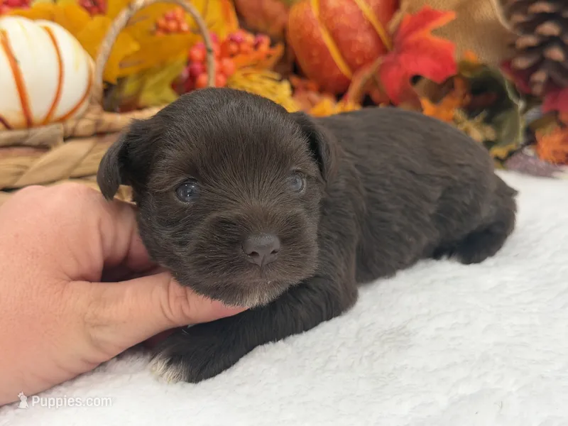 Lexie Female 2 AKC Registered Liver Color – Miniature Schnauzer puppy for sale in Pageland, SC