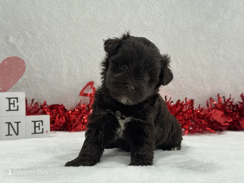 Fancy Female 2 AKC Mega Coat