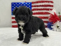 Piper Female 1, a female Miniature Schnauzer for sale in Pageland, SC – 3 of 3