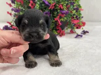 Mae Male 3 AKC, a male Miniature Schnauzer for sale in Pageland, SC – 4 of 4