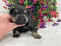 Mae Male 3 AKC, a male Miniature Schnauzer for sale in Pageland, SC – 3 of 4