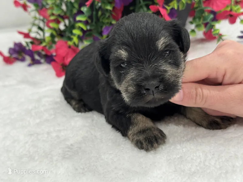 Mae Male 3 AKC – Miniature Schnauzer puppy for sale in Pageland, SC