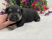 Mae Male 3 AKC, a male Miniature Schnauzer for sale in Pageland, SC – 2 of 4