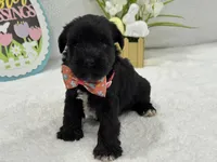 Bleu Female 2, a female Miniature Schnauzer for sale in Pageland, SC – Photo 4 of 4