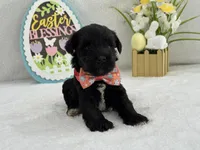 Bleu Female 2, a female Miniature Schnauzer for sale in Pageland, SC – Photo 1 of 4