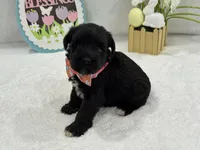 Bleu Female 2, a female Miniature Schnauzer for sale in Pageland, SC – Photo 3 of 4