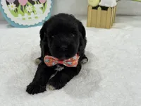 Bleu Female 2, a female Miniature Schnauzer for sale in Pageland, SC – Photo 2 of 4