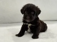 Sugar Pie Male 3 AKC Mega Coat Liver, a male Miniature Schnauzer for sale in Pageland, SC – 2 of 5