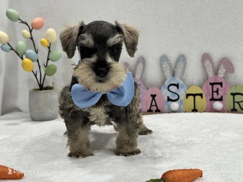 Gypsy Male 3 – Miniature Schnauzer puppy for sale in Pageland, SC