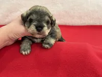 Gypsy Male 3, a male Miniature Schnauzer for sale in Pageland, SC – Photo 2 of 4