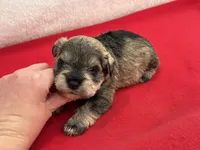 Gypsy Male 3, a male Miniature Schnauzer for sale in Pageland, SC – Photo 1 of 4