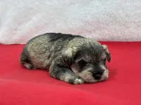 Gypsy Male 3, a male Miniature Schnauzer for sale in Pageland, SC – Photo 4 of 4