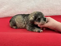 Gypsy Male 3, a male Miniature Schnauzer for sale in Pageland, SC – Photo 3 of 4