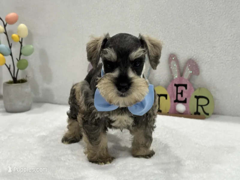 Gypsy Male 3 – Miniature Schnauzer puppy for sale in Pageland, SC