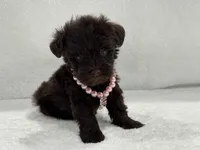 Sugar Pie Female 2 AKC Mega Coat Liver, a male Miniature Schnauzer for sale in Pageland, SC – 4 of 4