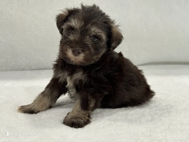 Sugar Pie Male 2 AKC Mega Coat Liver & Tan – Miniature Schnauzer puppy for sale in Pageland, SC