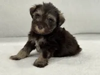 Sugar Pie Male 2 AKC Mega Coat Liver & Tan, a male Miniature Schnauzer for sale in Pageland, SC – 1 of 4
