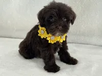 Chloe Female 1 AKC Mega Coat Liver, a male Miniature Schnauzer for sale in Pageland, SC – 4 of 4