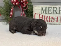 Alivia Male 1 AKC, a male Miniature Schnauzer for sale in Pageland, SC – Photo 4 of 5