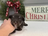 Alivia Male 1 AKC, a male Miniature Schnauzer for sale in Pageland, SC – Photo 2 of 5