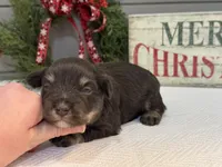 Alivia Male 1 AKC, a male Miniature Schnauzer for sale in Pageland, SC – Photo 1 of 5