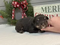 Alivia Male 1 AKC, a male Miniature Schnauzer for sale in Pageland, SC – Photo 5 of 5