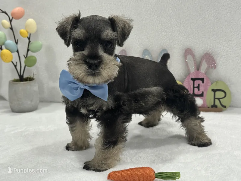 Gypsy Male 1 – Miniature Schnauzer puppy for sale in Pageland, SC