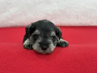 Gypsy Male 1, a male Miniature Schnauzer for sale in Pageland, SC – Photo 3 of 4