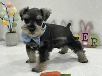 Gypsy Male 1, a male Miniature Schnauzer for sale in Pageland, SC – Photo 4 of 4