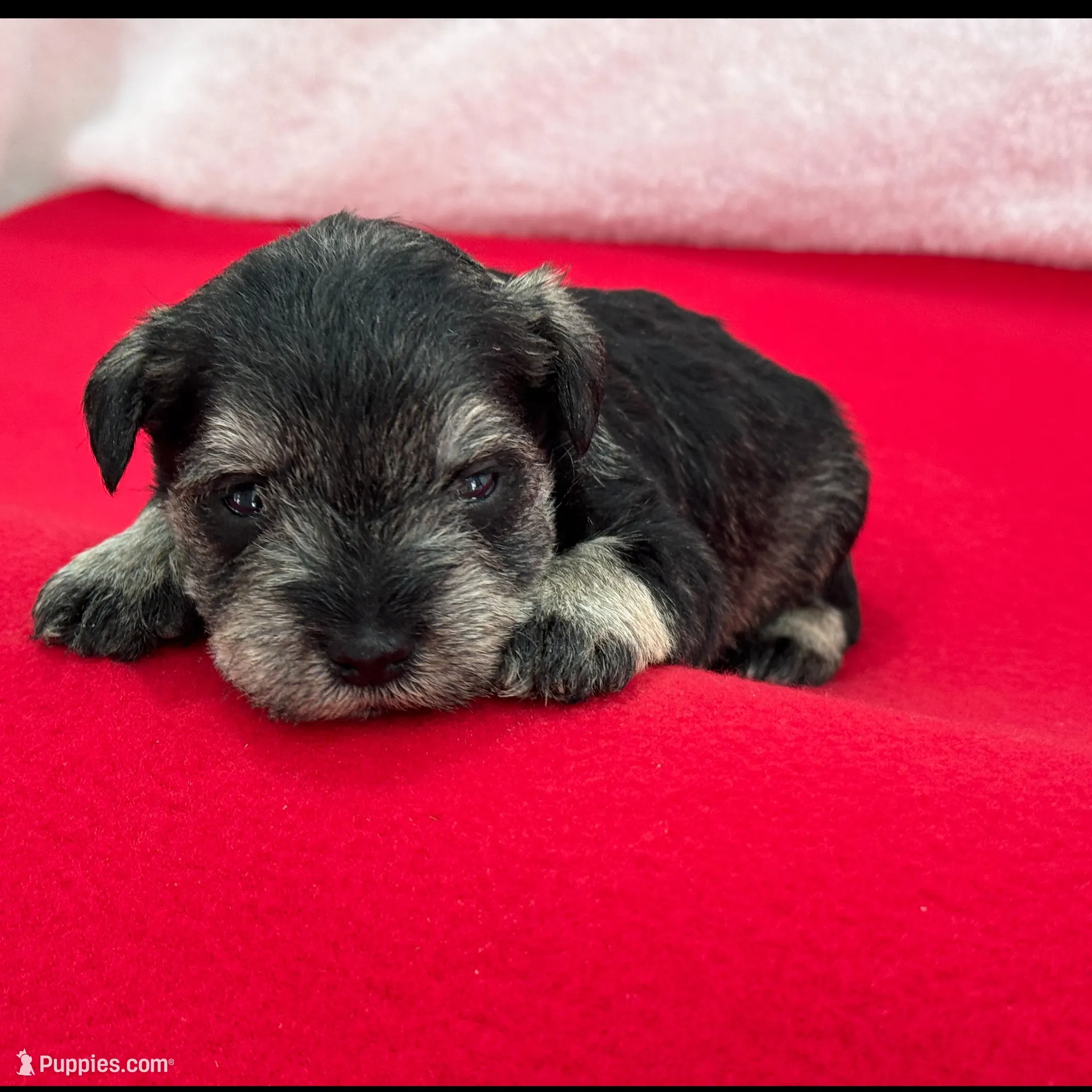 Gypsy Male 1, a male Miniature Schnauzer for sale in Pageland, SC – Photo 2 of 4