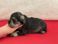 Gypsy Male 1, a male Miniature Schnauzer for sale in Pageland, SC – Photo 4 of 4