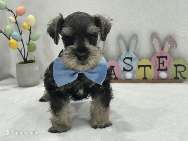 Gypsy Male 1 – Miniature Schnauzer puppy for sale in Pageland, SC