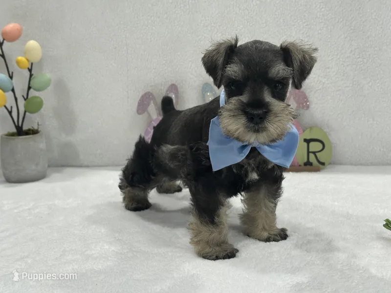 Gypsy Male 1 – Miniature Schnauzer puppy for sale in Pageland, SC