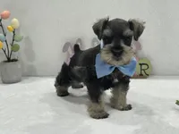 Gypsy Male 1, a male Miniature Schnauzer for sale in Pageland, SC – Photo 1 of 4
