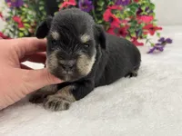 Mae Female 1 AKC, a male Miniature Schnauzer for sale in Pageland, SC – 2 of 4
