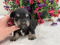Mae Female 1 AKC, a male Miniature Schnauzer for sale in Pageland, SC – 4 of 4