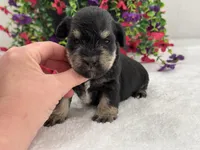 Mae Female 1 AKC, a male Miniature Schnauzer for sale in Pageland, SC – 1 of 4