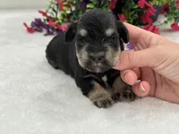 Mae Female 1 AKC, a male Miniature Schnauzer for sale in Pageland, SC – 3 of 4