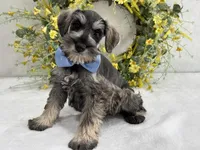 Paisley Male 4, a male Miniature Schnauzer for sale in Pageland, SC – Photo 1 of 4