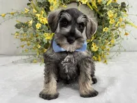 Paisley Male 4, a male Miniature Schnauzer for sale in Pageland, SC – Photo 2 of 4