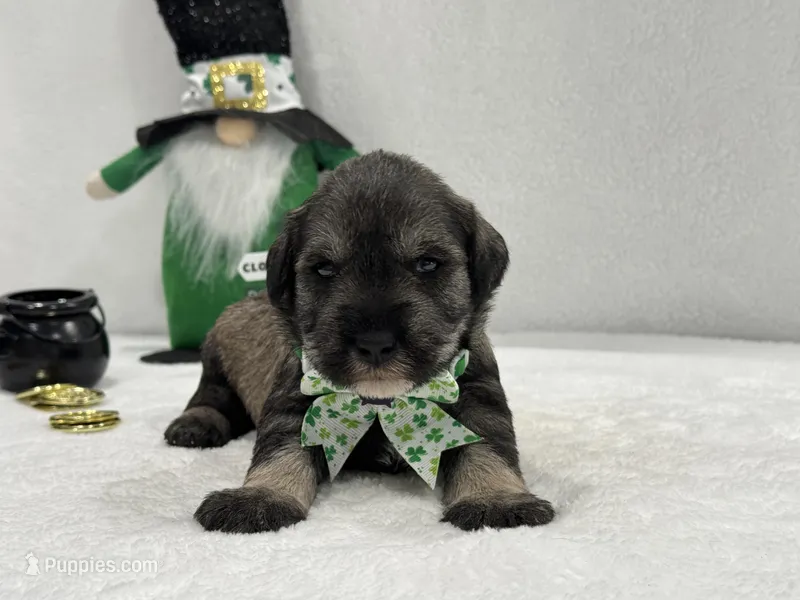 Paisley Male 4, a male Miniature Schnauzer for sale in Pageland, SC – Photo 1 of 4