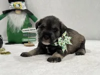 Paisley Male 4, a male Miniature Schnauzer for sale in Pageland, SC – Photo 3 of 4