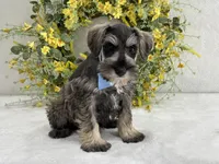 Paisley Male 4, a male Miniature Schnauzer for sale in Pageland, SC – Photo 3 of 4